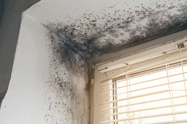 Affordable Mold Cleanup solutions in Central Islip, NY